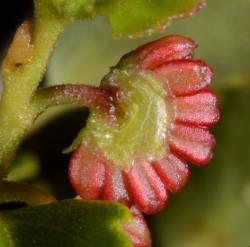 Lophozonia menziesii: male flower (a pseudanthium derived from a dichasium).
 Image: P.B. Heenan © Landcare Research 2014 CC BY 3.0 NZ